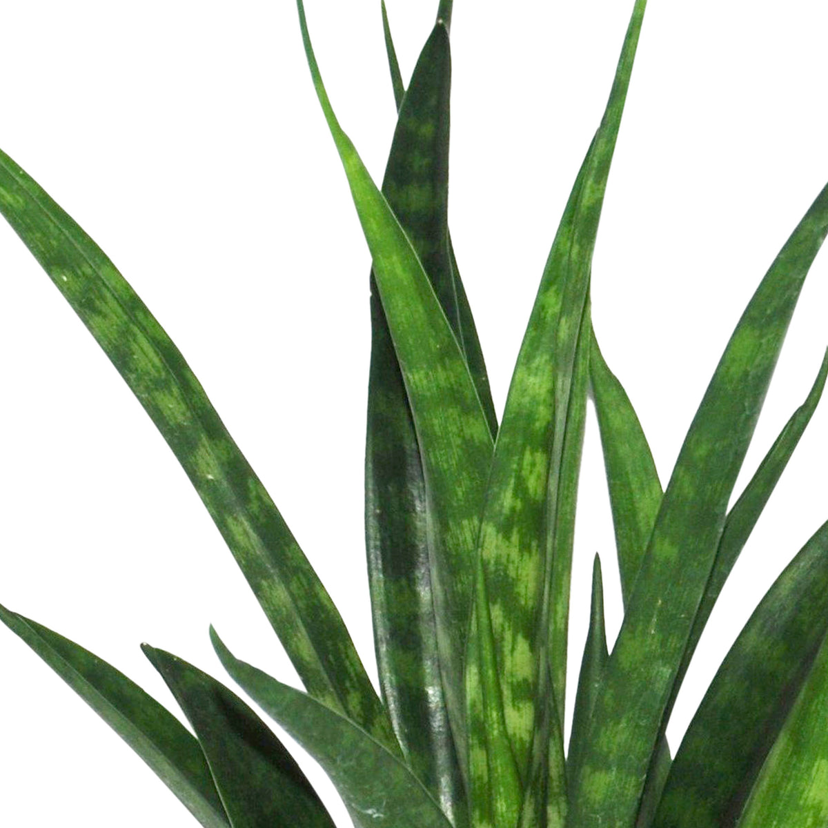 Snake plant Sansevieria 'Futura Superba' incl. decorative white pot
