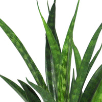 Snake plant Sansevieria 'Friends' incl. blue decorative pot