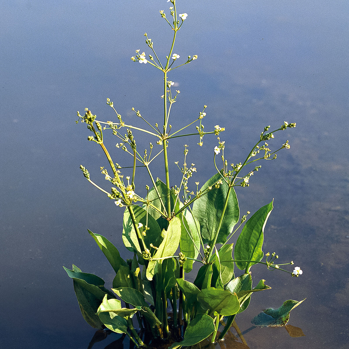 Common water plantain Alisma plantago-aquatica white - Marsh plant, waterside plant