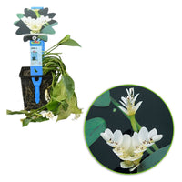 Cape water-lily Aponogeton distachyos white