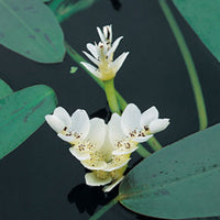 Cape water-lily Aponogeton distachyos white