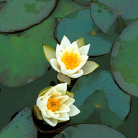 Water lily Nymphaea 'Pygmaea Alba' white