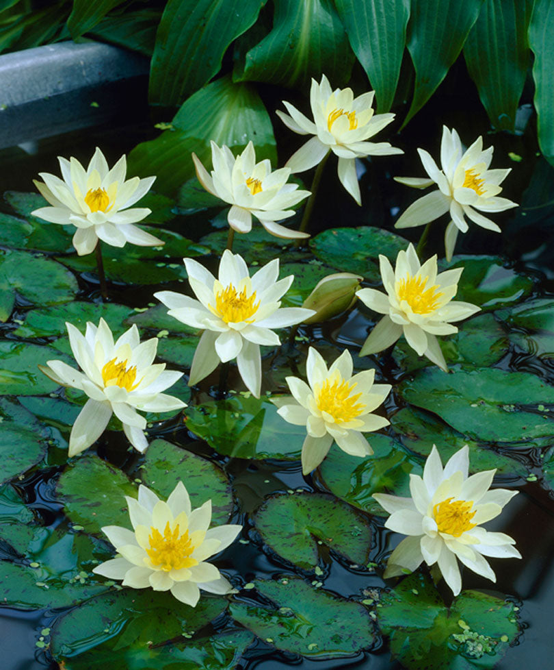 Water lily Nymphaea 'Pygmaea Helvola' yellow