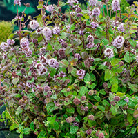 Water mint Mentha aquatica purple - Waterside plant
