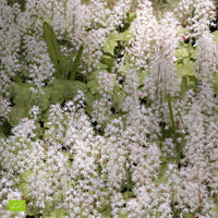 Foamflower Tiarella 'Pink Skyrocket' - Organic pink-white - Hardy plant