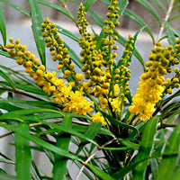 Chinese grape shrub Mahonia 'Soft Caress' yellow - Hardy plant