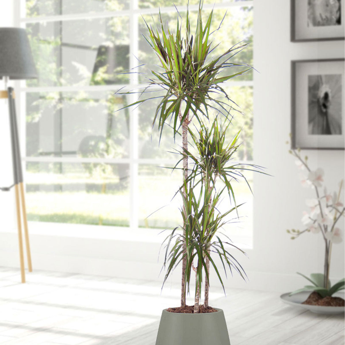 Dragon Tree Dracaena 'Magenta'