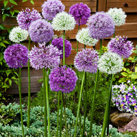 15x Allium - Mix 'Fantasia' purple-white
