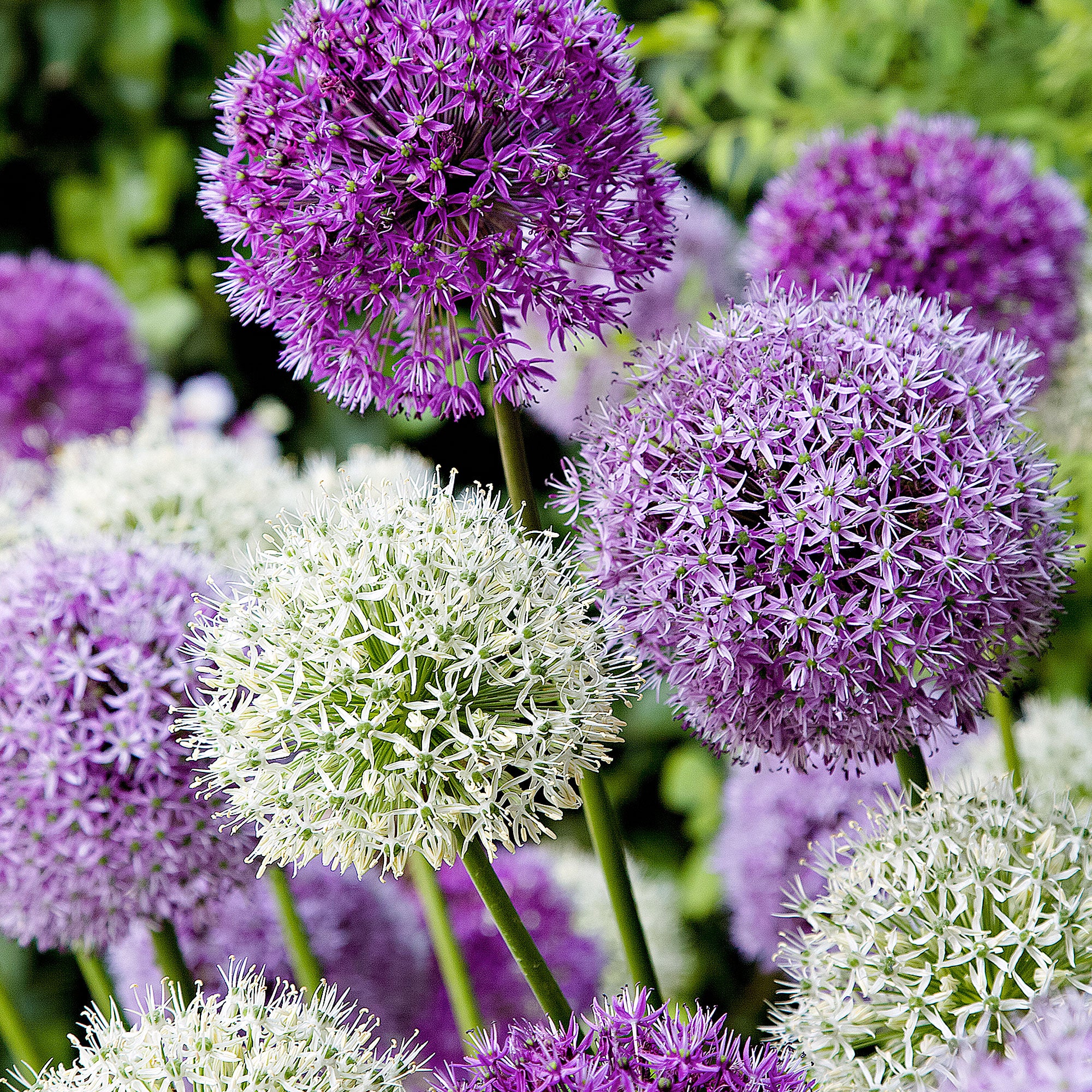 Buy 15x Allium - Mix 'Fantasia' purple-white | Bakker.com
