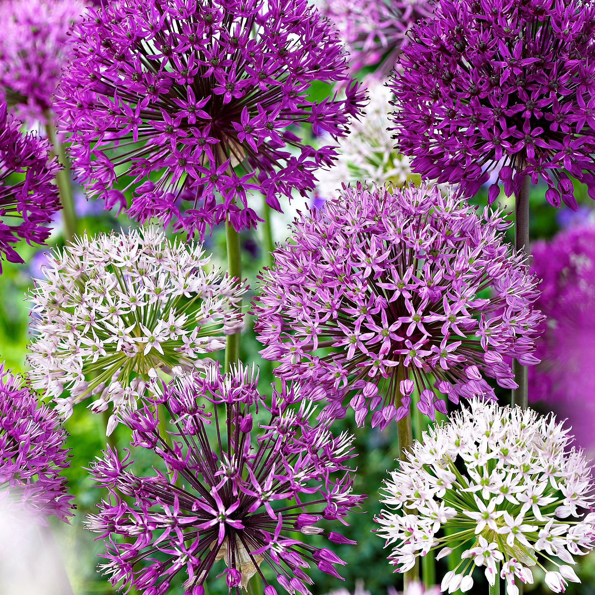 Buy 15x Allium - Mix 'Fantasia' purple-white | Bakker.com