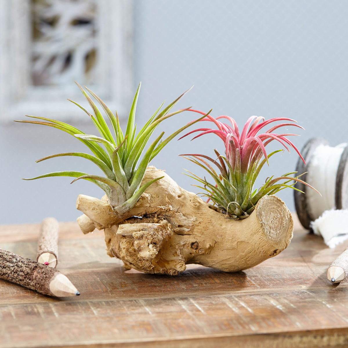 2x Bromelia Tillandsia green on deco wood