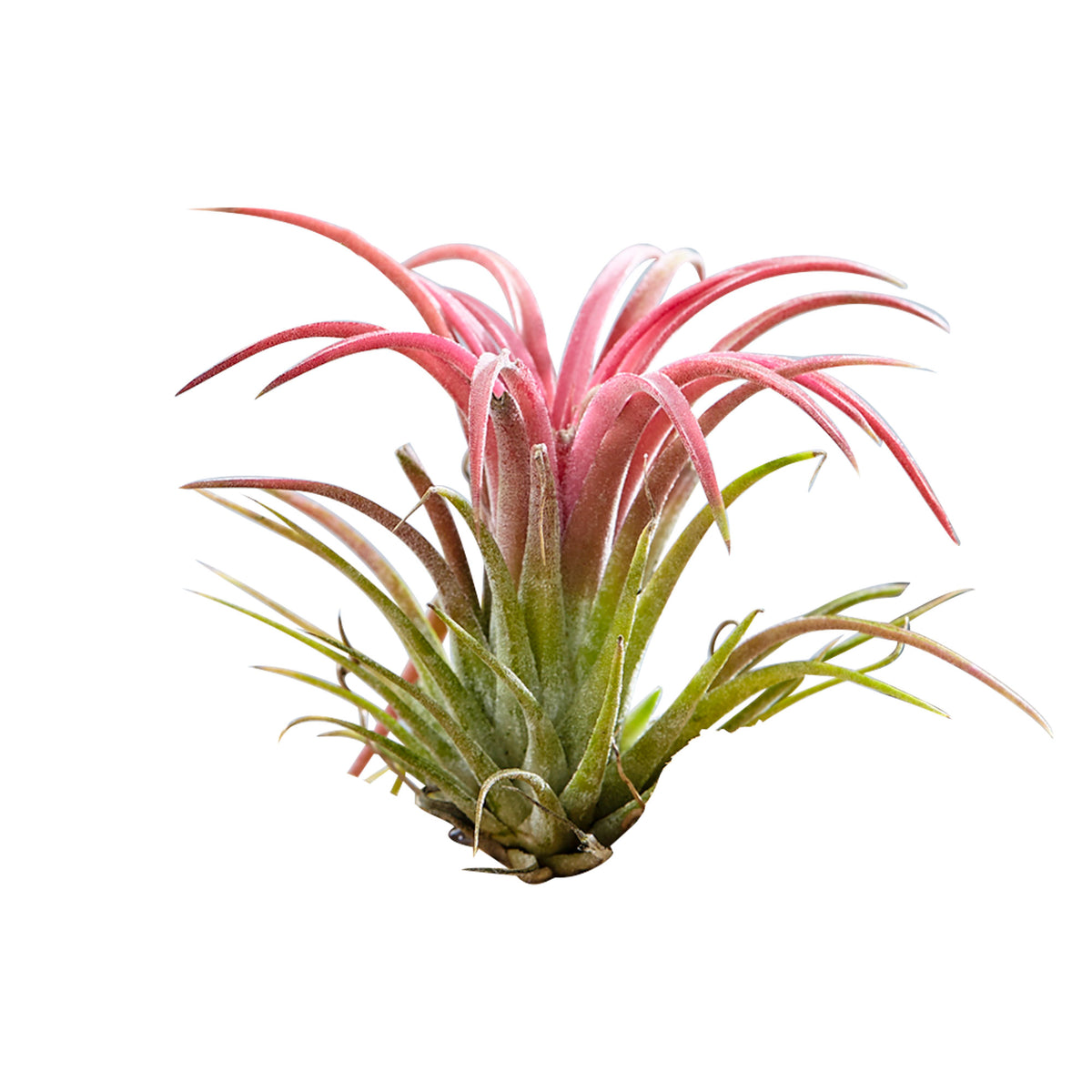 2x Bromelia Tillandsia green on deco wood