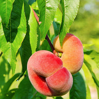 Wild peach tree ‘Donut‘ - Hardy plant