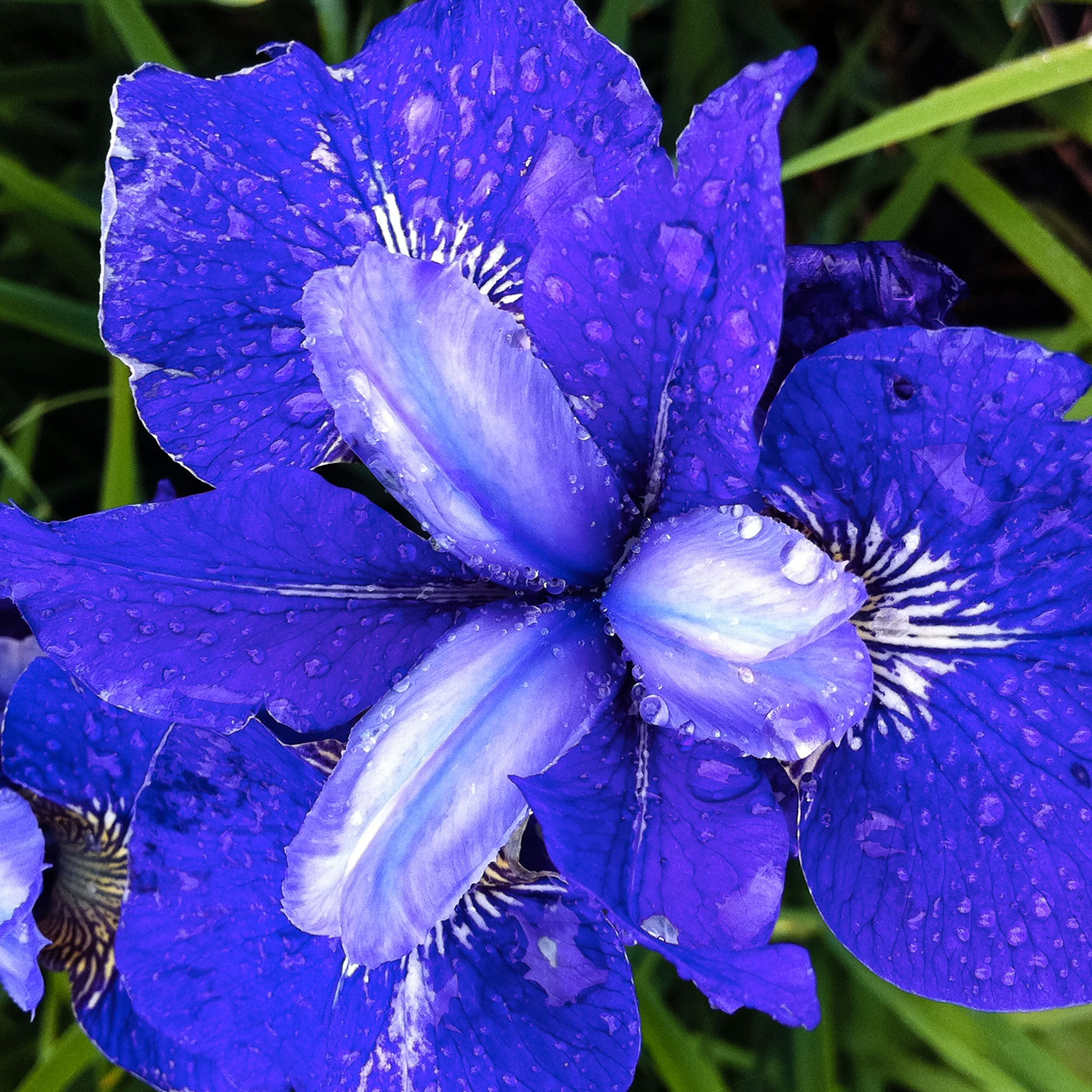 Buy Siberian iris ( syn. Iris sibirica Perry's Blue ) Iris Perry's Blue:  £8.99 Delivery by Crocus