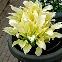 2 Hosta  'White Feather' White-Green - Bare rooted - Hardy plant
