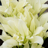 2 Hosta  'White Feather' White-Green - Bare rooted - Hardy plant