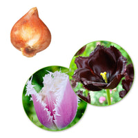 15x Tulips Tulipa - Mix 'Van Gogh' purple-white