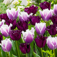 15x Tulips Tulipa - Mix 'Van Gogh' purple-white