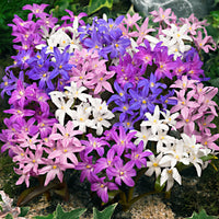 40x Glory-of-the-snow Chionodoxa forbesii purple-pink-white - Hardy plant