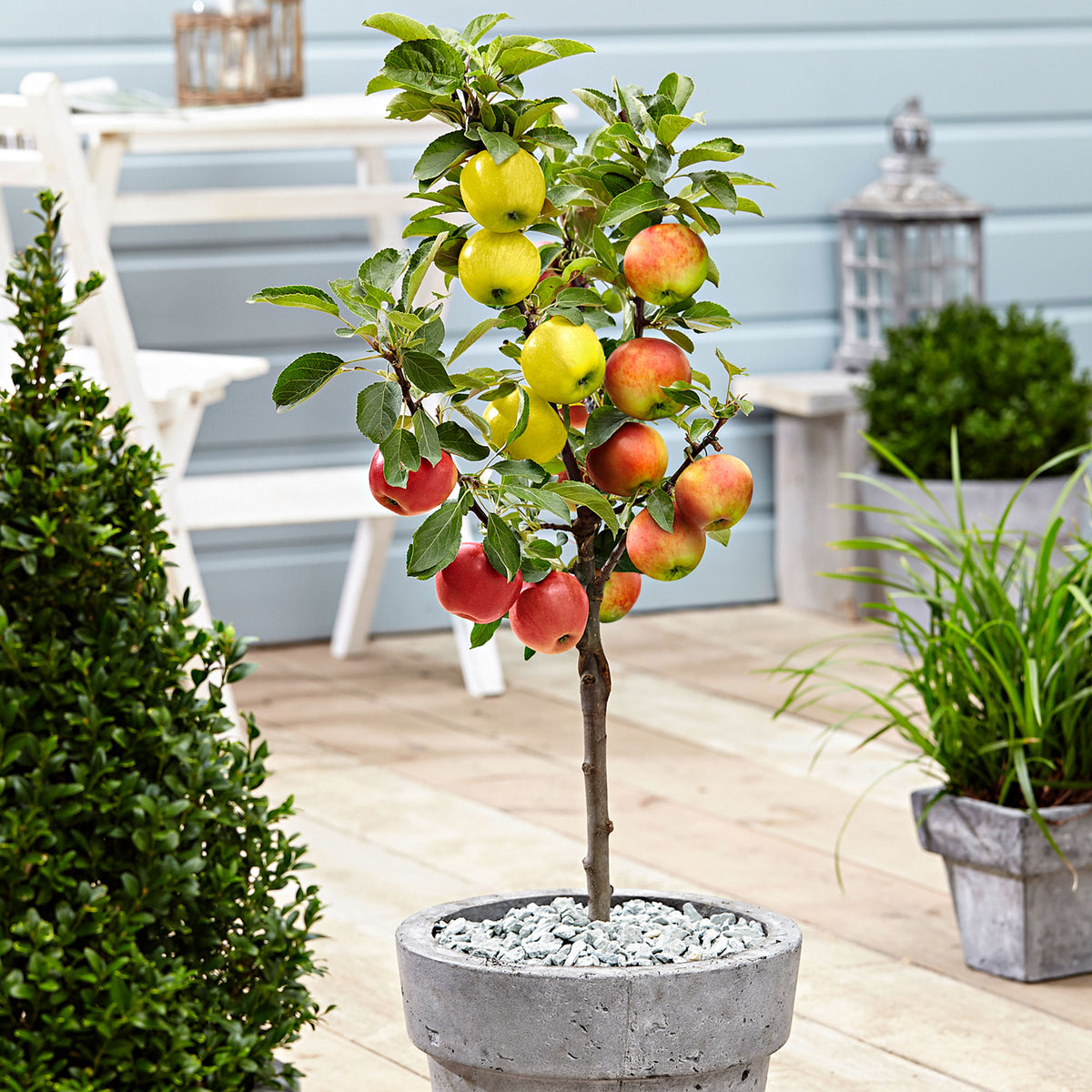 Trio apple tree: ‘Jonagored‘ + ‘Golden Delicious‘ + ‘Elstar‘ - Hardy plant