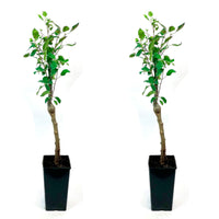 Trio apple tree: ‘Jonagored‘ + ‘Golden Delicious‘ + ‘Elstar‘ - Hardy plant