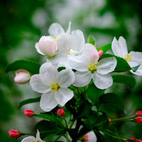 Trio apple tree: ‘Jonagored‘ + ‘Golden Delicious‘ + ‘Elstar‘ - Hardy plant