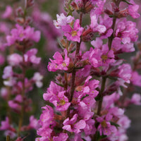 Purple loosestrife Lythrum salicaria purple Organic - Hardy plant