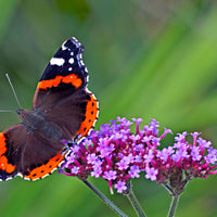 Verbena 'Lollipop' Purple-Blue - Hardy plant