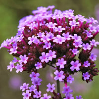 Verbena Verbena bonariensis - Organic purple - Hardy plant