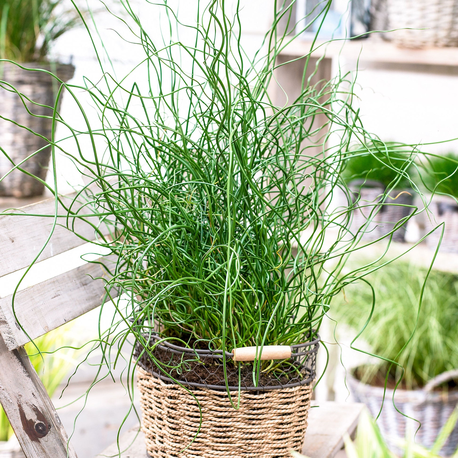 corkscrew rush plant indoors 2x Corkscrew Rush Juncus 'Liebeslocken'