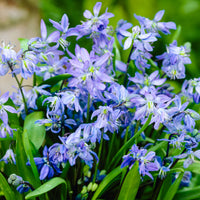 250x Siberian Squill XL Pack Blue