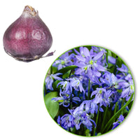 250x Siberian Squill XL Pack Blue