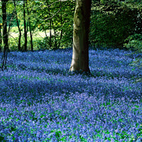 250x Siberian Squill XL Pack Blue