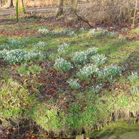 Snowdrops XL Pack - Hardy plant
