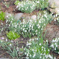 Snowdrops XL Pack - Hardy plant