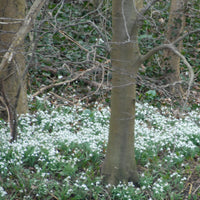 Snowdrops XL Pack - Hardy plant