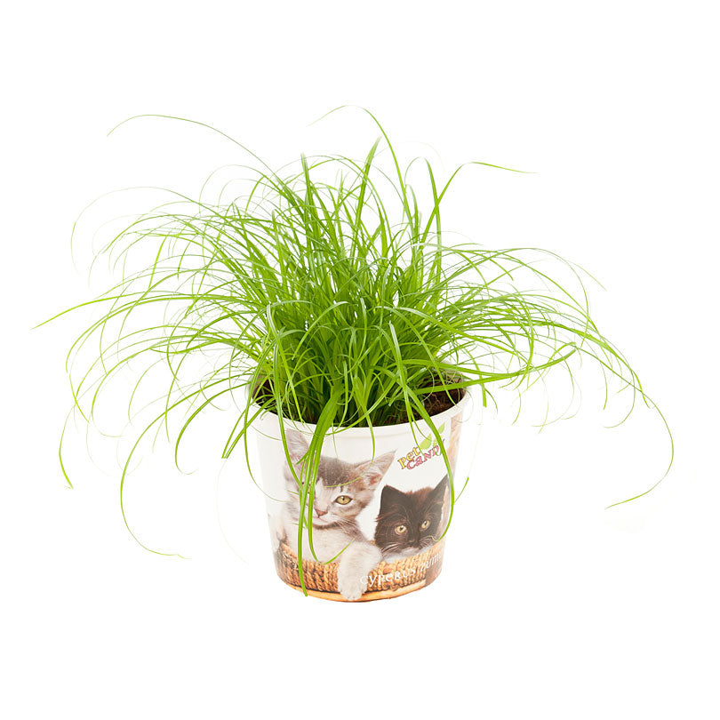 Cat grass Cyperus 'Zumula'