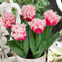 Fringed Double Tulips 'Queensland' Pink-White
