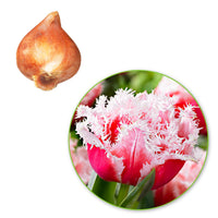 Fringed Double Tulips 'Queensland' Pink-White