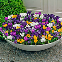 250x Large-Flowered Crocus  - Mix 'More Flowers'