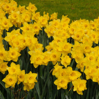 Daffodil Narcissus 'Dutch Master' yellow