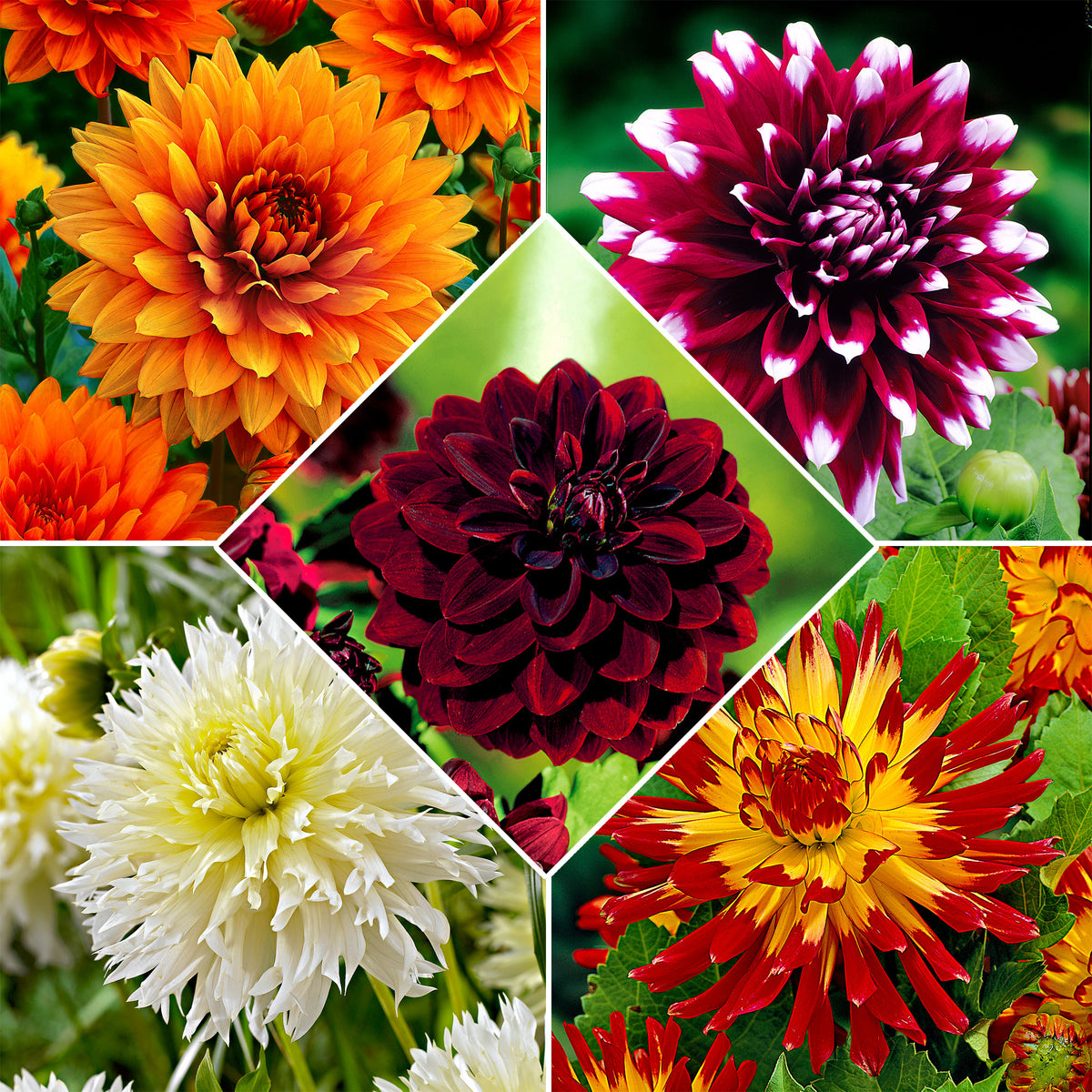 5x Large-flowered Dahlia - Mix 'The Kiss'