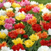 Double Tulips Mix XL Pack