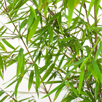 Bamboo Fargesia 'Jiuzhaigou' - Hardy plant