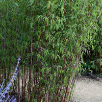 Bamboo Fargesia 'Jiuzhaigou' - Hardy plant