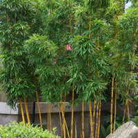 Bamboo Phyllostachys yellow-green - Hardy plant