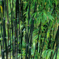 Bamboo Phyllostachys black - Hardy plant
