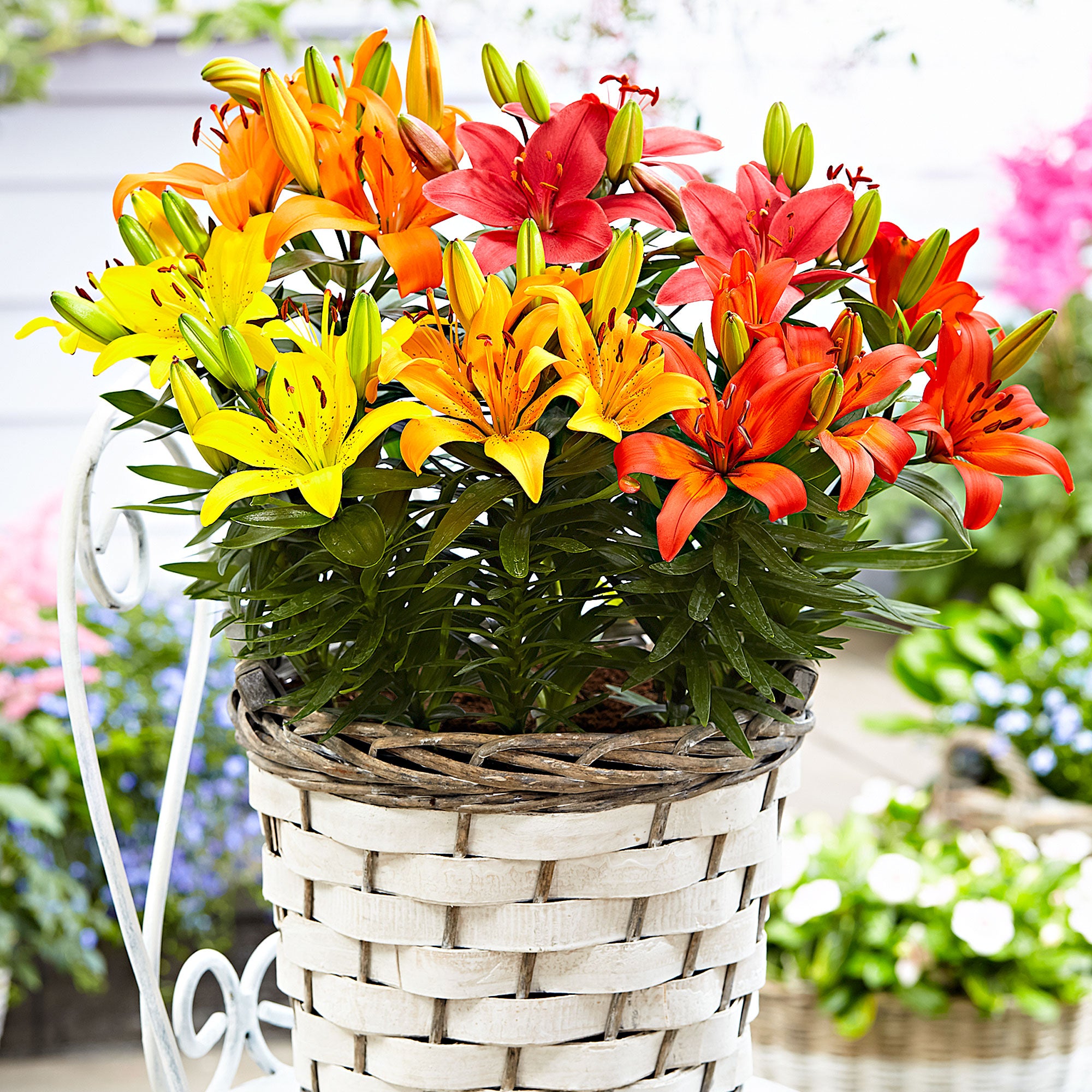 5x Lily Lilium - Mix 'Matrix' orange-yellow-pink