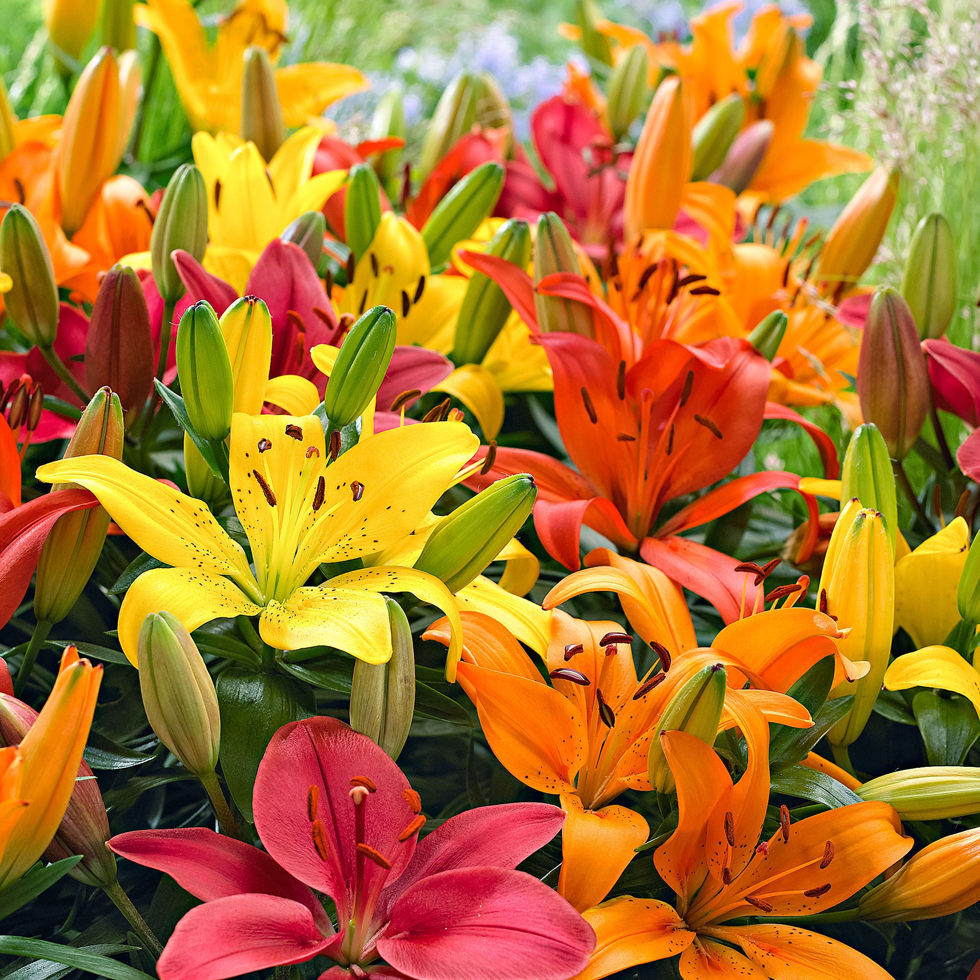 5x Lily Lilium - Mix 'Matrix' orange-yellow-pink