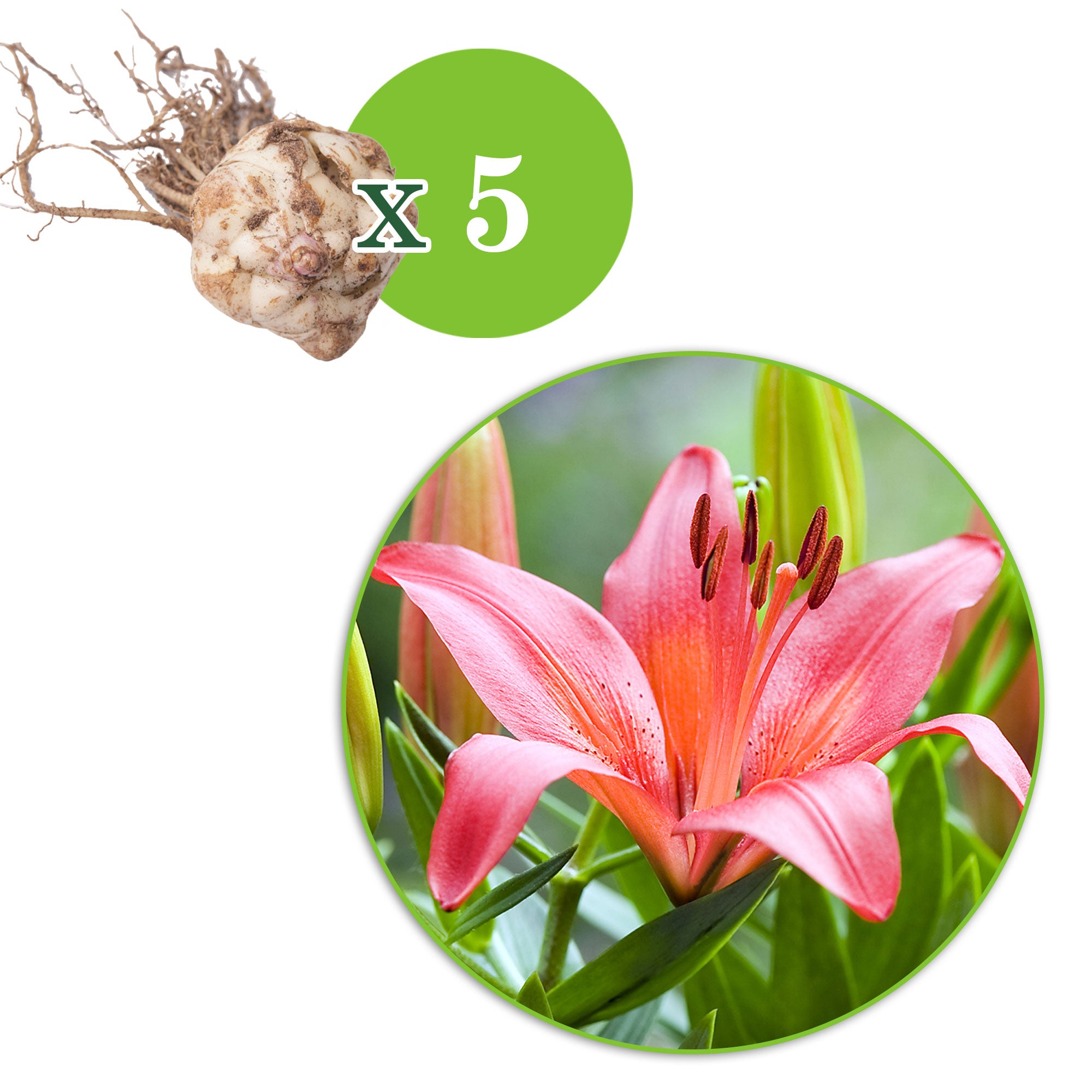 Buy 5x Lily Lilium - Mix 'Matrix' orange-yellow-pink | Bakker.com